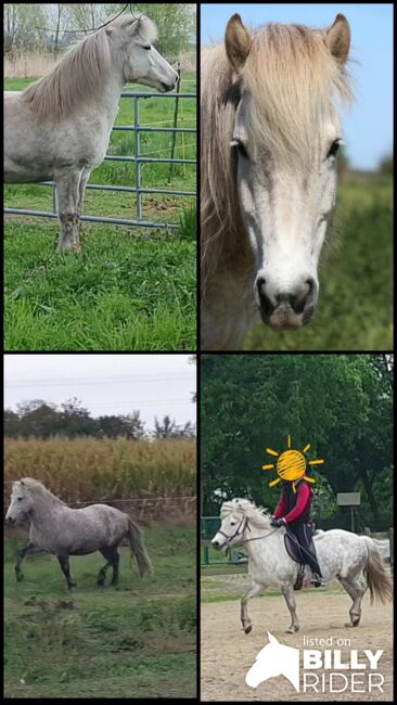 Hübsche, kleine Islandstute, Martina Holz, Horses For Sale, Nauen/ OT Markee, Image 11