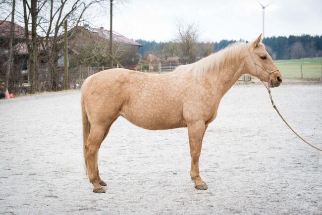 Wunderschöne, vielseitige Quarter Horse Stute zu verkaufen *2014, MA, Horses For Sale, Wolfratshausen, Image 2