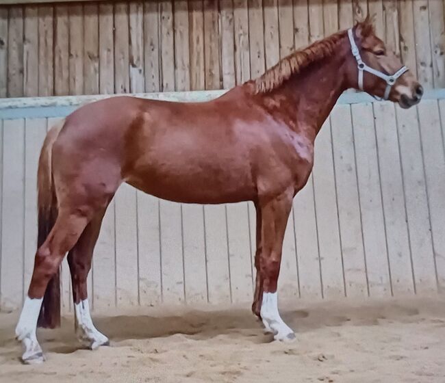 bildhübsche, vielseitige Sportpferde Stute, Kerstin Rehbehn (Pferdemarketing Ost), Horses For Sale, Nienburg, Image 2