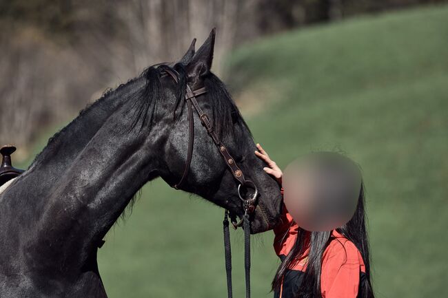 Wunderschöne Nonius Stute, Maria Volgger, Horses For Sale, Mareta, Image 15