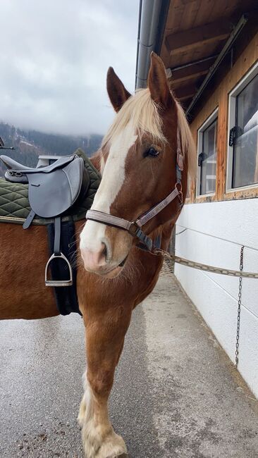 Wunderschöne und Liebe Noriker Stute an Bestplatz zu vergeben, Jennifer Neumayr, Horses For Sale, Brixlegg , Image 3