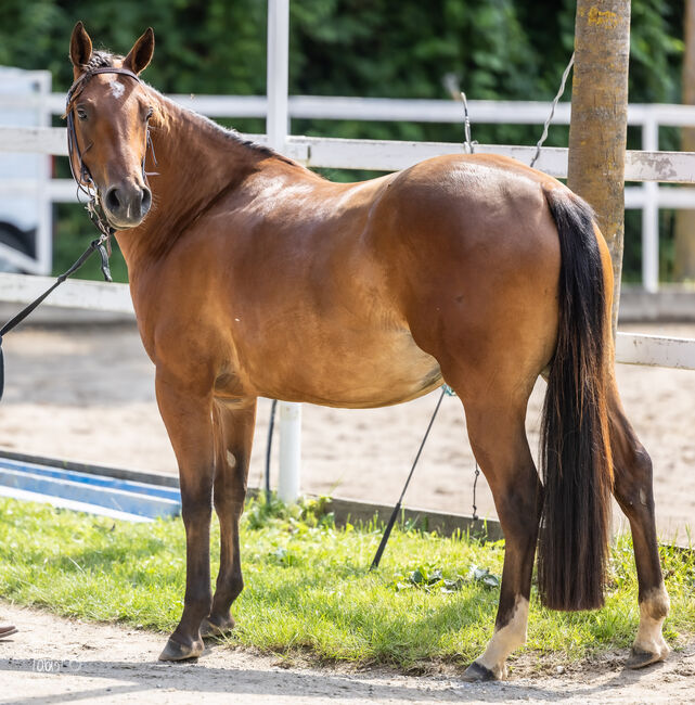 Traumhafte Paint Horse Stute 3 jährig, Tina Edenhofer-Rath, Horses For Sale, Tieschen , Image 4