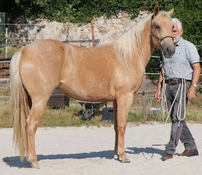 Bildhübsche Palomino (Roan) Quarter Horse Stute - Ein echter Eyecatcher mit Talent und Charakter, Kerstin Rehbehn (Pferdemarketing Ost), Horses For Sale, Nienburg, Image 2