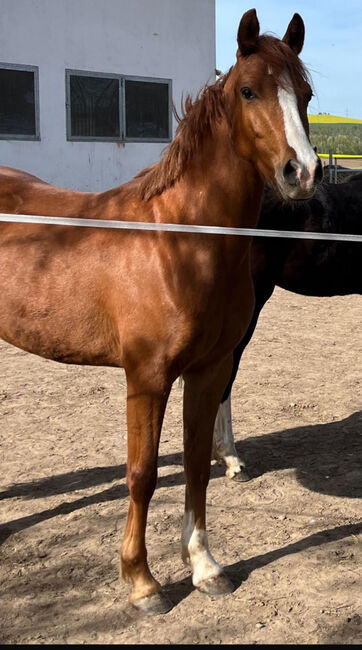 Wunderschöne Pony Stute Tragend Dressur Springen Vitalis, Kat, Horses For Sale, Münstermaifeld, Image 3