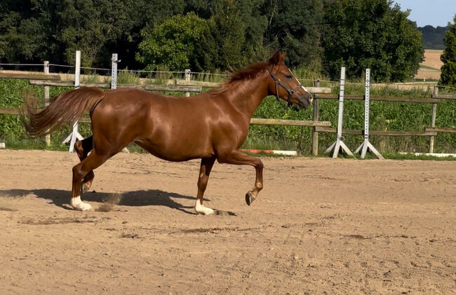 Wunderschöne Pony Stute Tragend Dressur Springen Vitalis, Kat, Horses For Sale, Münstermaifeld, Image 8