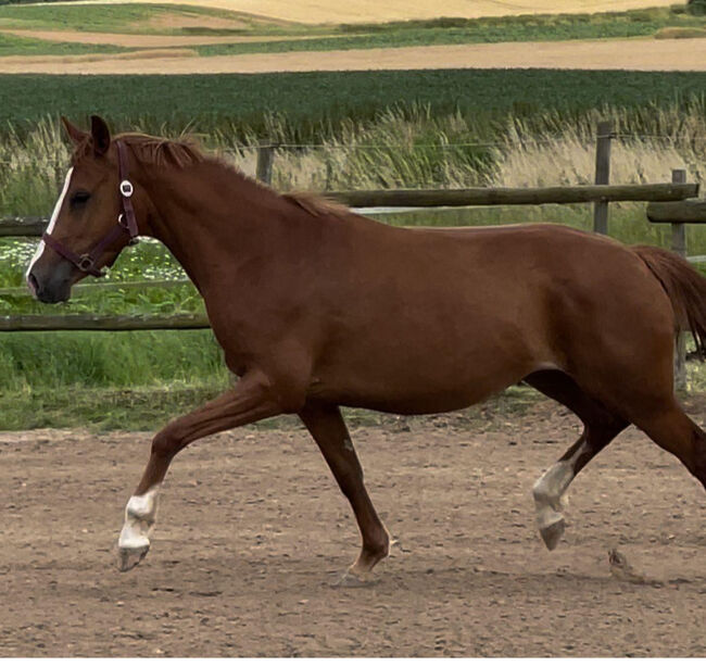 Wunderschöne Pony Stute Tragend Dressur Springen Vitalis, Kat, Horses For Sale, Münstermaifeld, Image 6