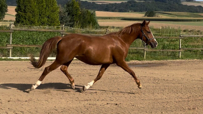 Wunderschöne Pony Stute Tragend Dressur Springen Vitalis, Kat, Horses For Sale, Münstermaifeld, Image 7