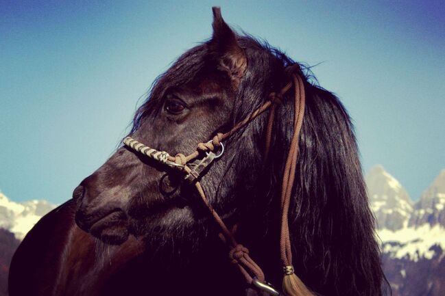 Wunderschöne Pony Stute zu Verkaufen, Lucy, Horses For Sale, Flums