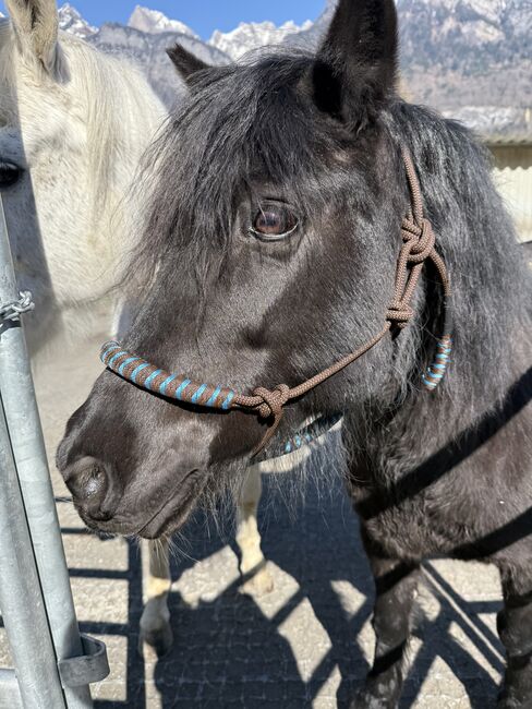 Wunderschöne Pony Stute zu Verkaufen, Lucy, Horses For Sale, Flums, Image 2