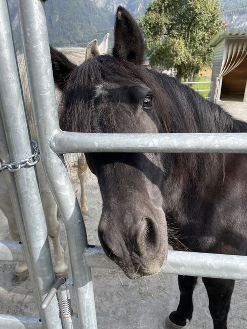 Wunderschöne Pony Stute zu Verkaufen, Lucy, Horses For Sale, Flums, Image 3