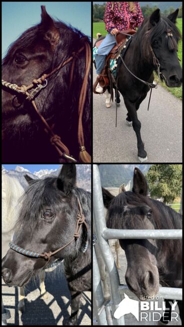 Wunderschöne Pony Stute zu Verkaufen, Lucy, Horses For Sale, Flums, Image 7