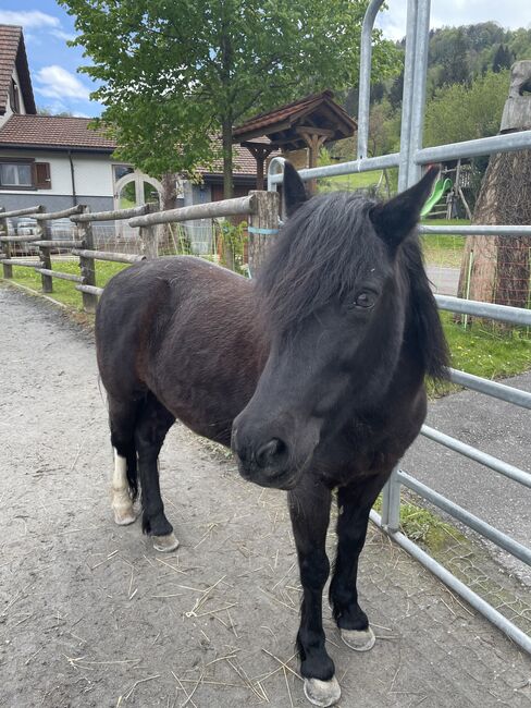 Wunderschöne Pony Stute zu Verkaufen, Lucy, Horses For Sale, Flums, Image 4
