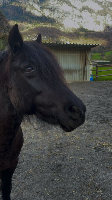 Wunderschöne Pony Stute zu Verkaufen, Lucy, Horses For Sale, Flums, Image 6