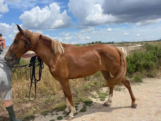 Traumschöne PRE Fuchsstute, ISPA - Iberische Sportpferde Agentur (ISPA - Iberische Sportpferde Agentur), Horses For Sale, Bedburg, Image 7