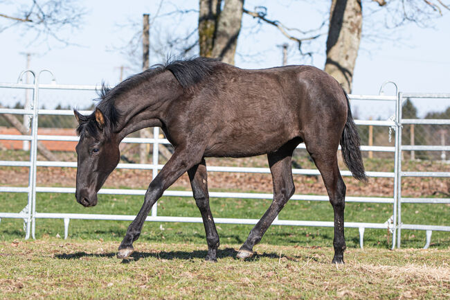 Wunderhübsche PRE Stute, Nováková , Horses For Sale, Nova Bystrice , Image 6