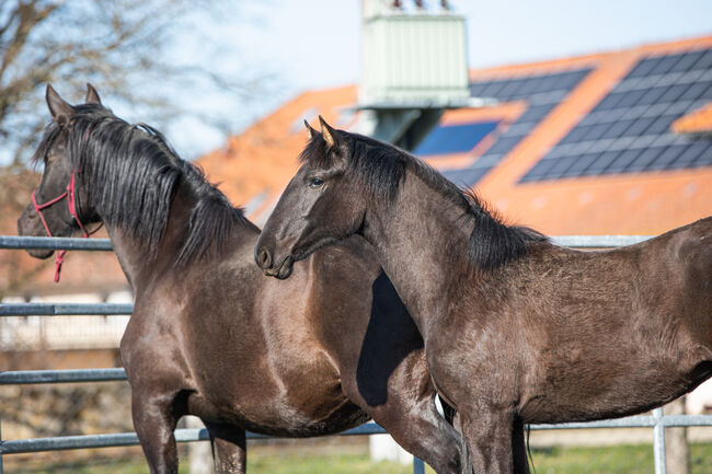 Wunderhübsche PRE Stute, Nováková , Horses For Sale, Nova Bystrice , Image 8