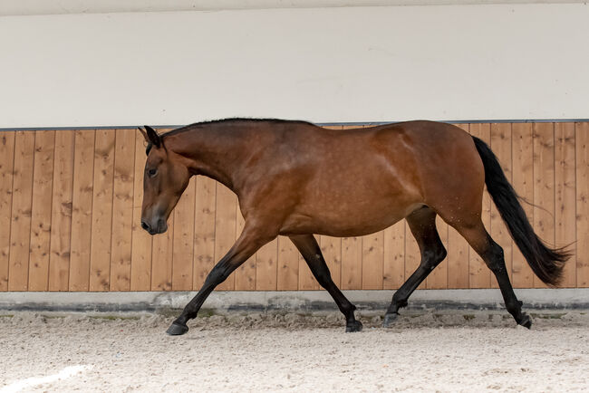 Wunderschöne PRE Stute „Novia AH“, Yeguada Wiesca (Angelika Willms) (Yeguada Wiesca), Horses For Sale, Ruppichteroth , Image 5