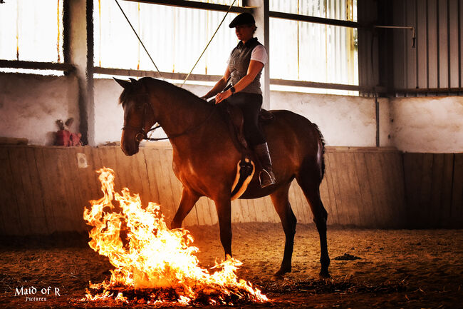 Wunderschöne PRE Stute „Novia AH“, Yeguada Wiesca (Angelika Willms) (Yeguada Wiesca), Horses For Sale, Ruppichteroth , Image 6