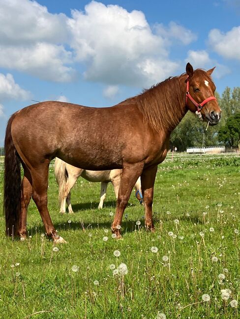 Bildhübsche Quarter Horse Stute, Kerstin Rehbehn (Pferdemarketing Ost), Horses For Sale, Nienburg
