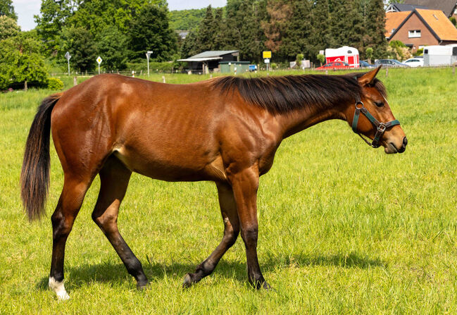 Bildschöne Quarter Horse Stute mit Spitzenabstammung und Traumcharakter, Kerstin Rehbehn (Pferdemarketing Ost), Horses For Sale, Nienburg