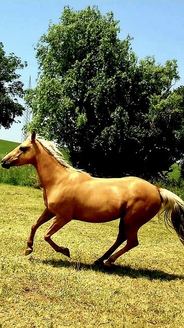 Bildschöne Quarterhorse Stute von Lil Peppy Dun It Right, I.H., Horses For Sale, Eglfing , Image 6