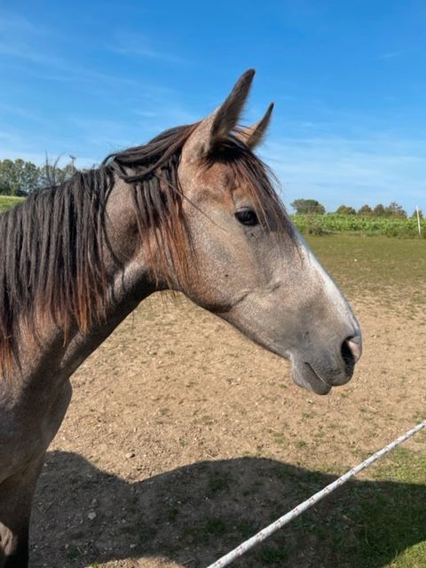 Wunderschöne, rohe PRE Stute mit bester Veranlagung, Kerstin Rehbehn (Pferdemarketing Ost), Horses For Sale, Nienburg, Image 8