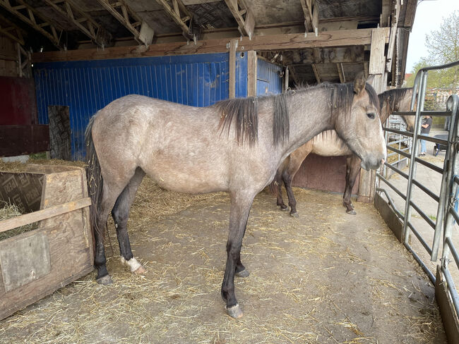 Wunderschöne, rohe PRE Stute mit bester Veranlagung, Kerstin Rehbehn (Pferdemarketing Ost), Horses For Sale, Nienburg, Image 2