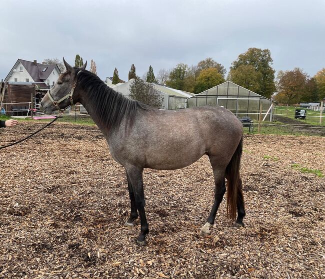 Wunderschöne, rohe PRE Stute mit bester Veranlagung, Kerstin Rehbehn (Pferdemarketing Ost), Horses For Sale, Nienburg, Image 3