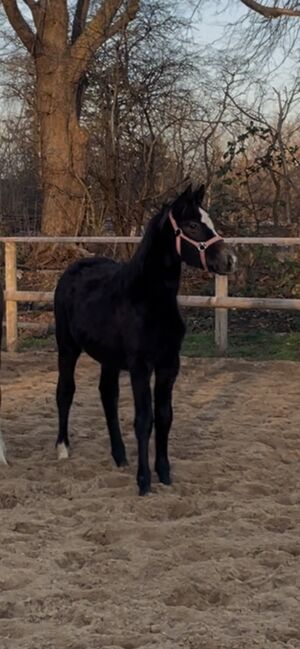 Bildschöne Jährlings-Stute aus Leistungslinie, Madlin Bartelsen, Horses For Sale, Handewitt 
