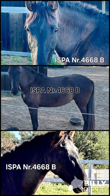 Hübsche spanische Stute mit Escalerablut, ISPA - Iberische Sportpferde Agentur (ISPA - Iberische Sportpferde Agentur), Horses For Sale, Bedburg, Image 4