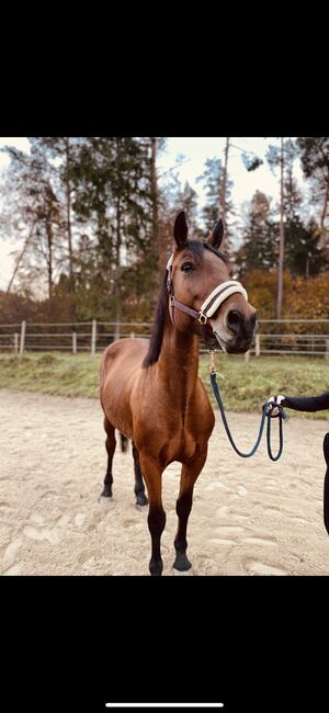 Bildhübsche stute, Leonie, Horses For Sale, Pischelsdorf in der Steiermark