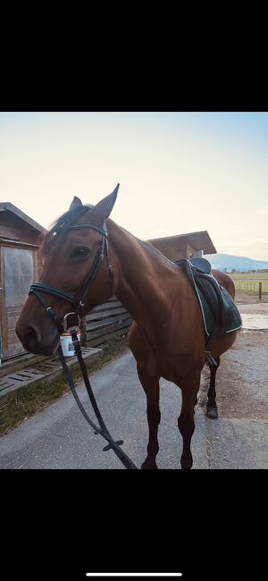 Bildhübsche stute, Leonie, Horses For Sale, Pischelsdorf in der Steiermark, Image 2