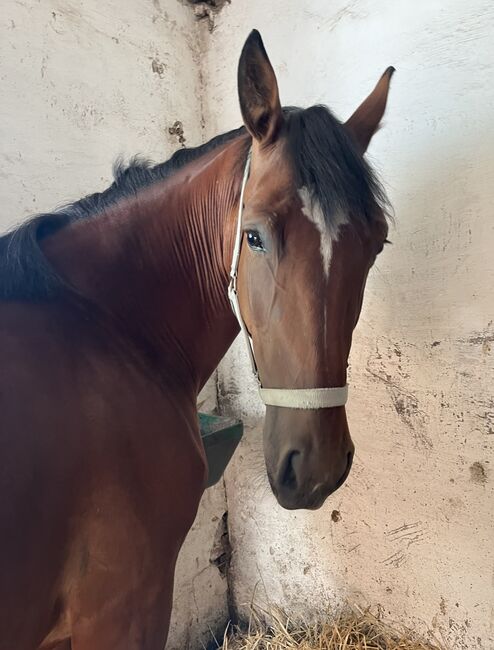 Hübsche Stute, Jasmin Steiner, Horses For Sale, Wien, Image 3