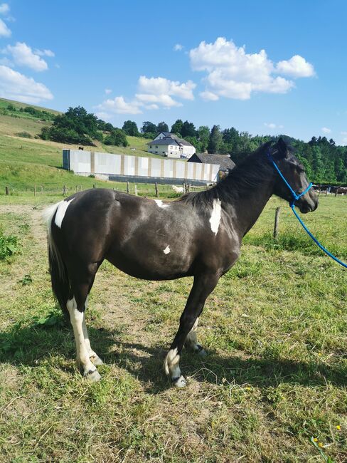 Schönes Stutfohlen, Annicka , Horses For Sale, Burg-Reuland 