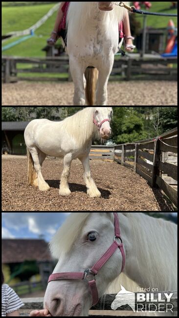 Schöne Stute sucht Bezugsperson, Jessica , Horses For Sale, Eichhorntal, Image 4