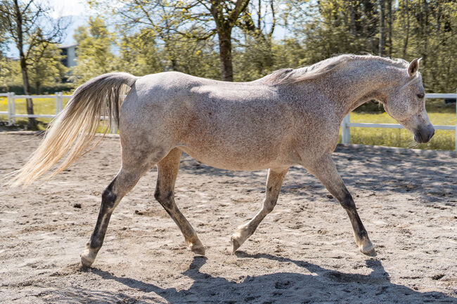 Hübsche Stute sucht ihren Menschen, Irina, Horses For Sale, Dornbirn 