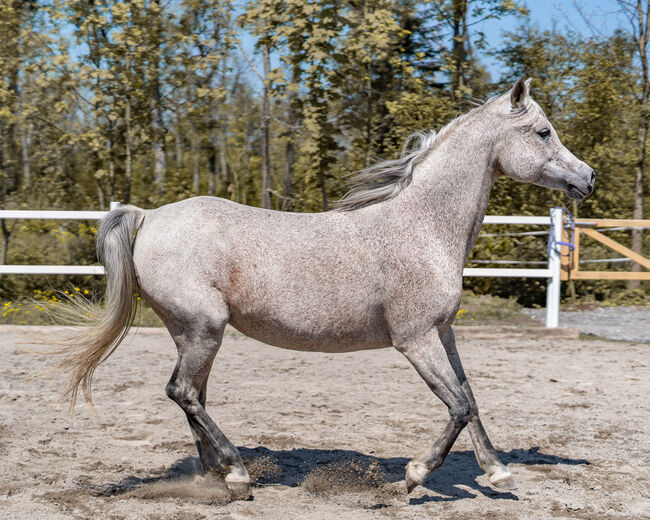 Hübsche Stute sucht ihren Menschen, Irina, Horses For Sale, Dornbirn , Image 8