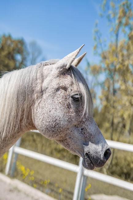 Hübsche Stute sucht ihren Menschen, Irina, Horses For Sale, Dornbirn , Image 5