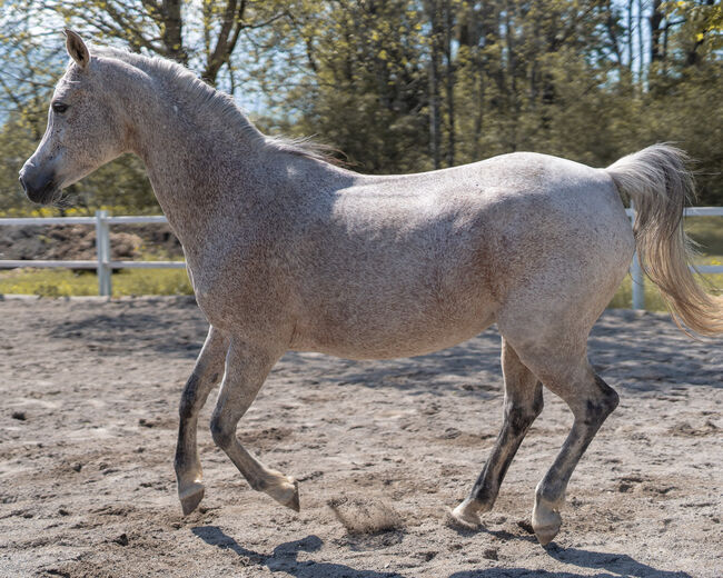 Hübsche Stute sucht ihren Menschen, Irina, Horses For Sale, Dornbirn , Image 9