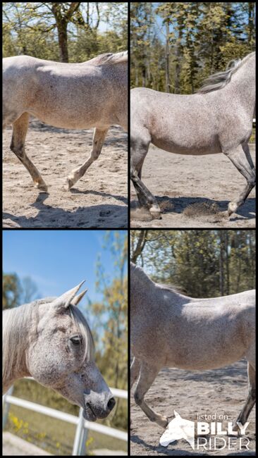 Hübsche Stute sucht ihren Menschen, Irina, Horses For Sale, Dornbirn , Image 10