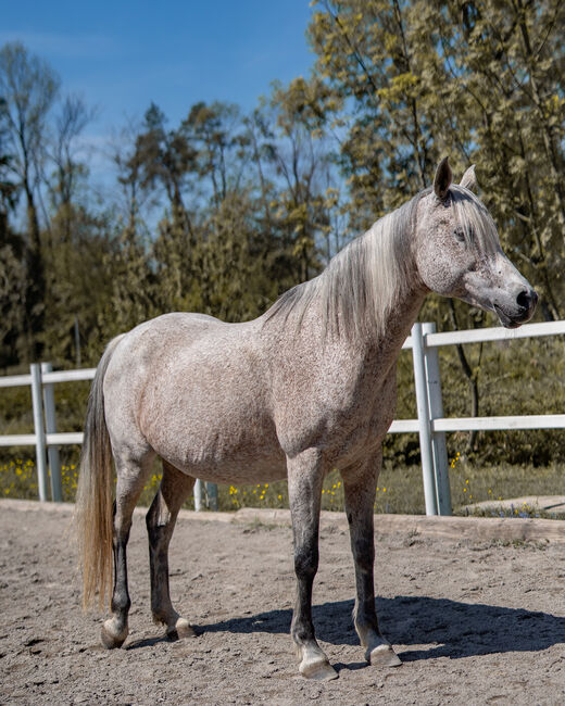 Hübsche Stute sucht ihren Menschen, Irina, Horses For Sale, Dornbirn , Image 7