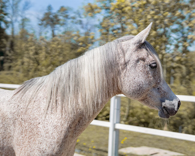 Hübsche Stute sucht ihren Menschen, Irina, Horses For Sale, Dornbirn , Image 4