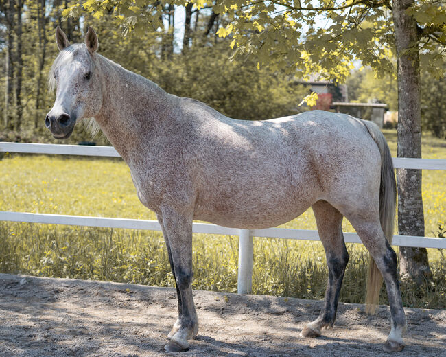 Hübsche Stute sucht ihren Menschen, Irina, Horses For Sale, Dornbirn , Image 2