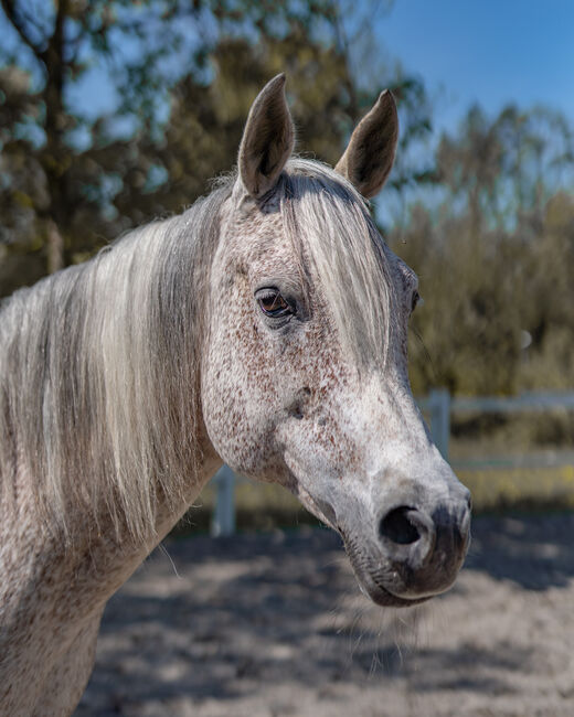 Hübsche Stute sucht ihren Menschen, Irina, Horses For Sale, Dornbirn , Image 6