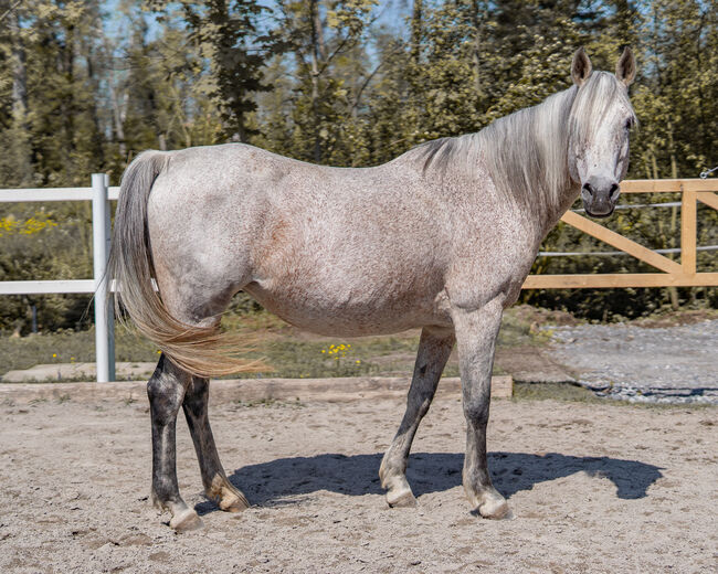 Hübsche Stute sucht ihren Menschen, Irina, Horses For Sale, Dornbirn , Image 3