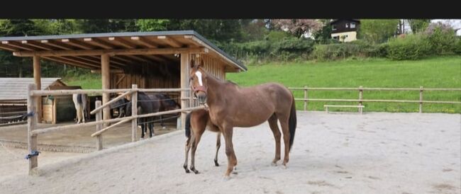 Bildhübsche bedingt reitbare Zuchtstute, Barbara Fischer , Horses For Sale, St Wolfgang , Image 3