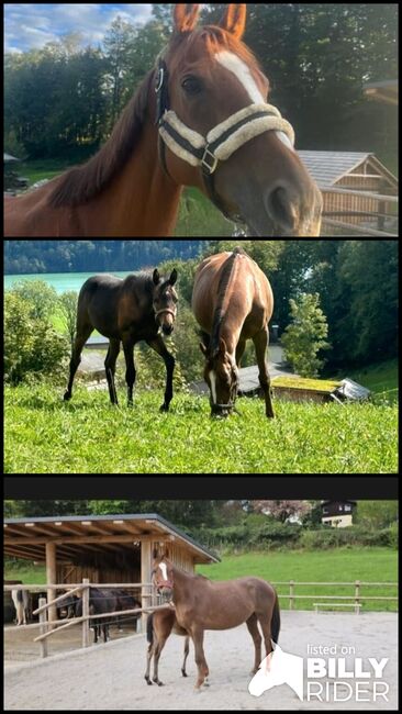 Bildhübsche bedingt reitbare Zuchtstute, Barbara Fischer , Horses For Sale, St Wolfgang , Image 4