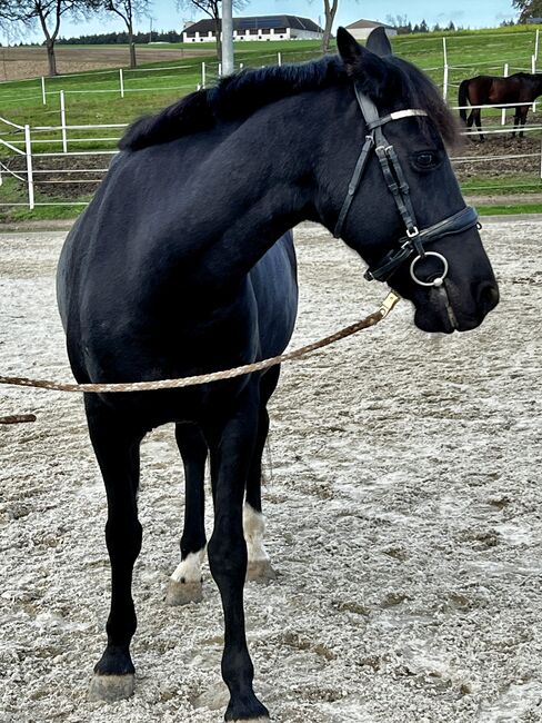 Wunderschöne Stute mit tollem Charakter, Anna Dieringer, Horses For Sale, Judenleiten