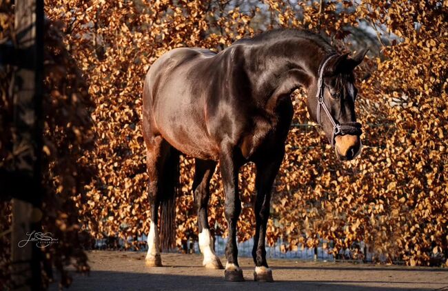 Wunderschöne Stute mit Top Abstammung zu verkaufen, Ziemons , Horses For Sale, Eschweiler 