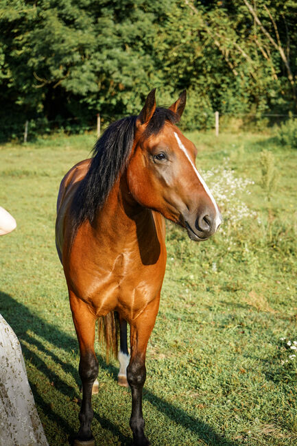 Wunderschöne und lernwillige Stute sucht neues Zuhause, Franziska, Horses For Sale, klagenfurt, Image 2